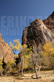 ref-9210-usa18-zion-national-park-utah-usa-photographe-phototheque.jpg